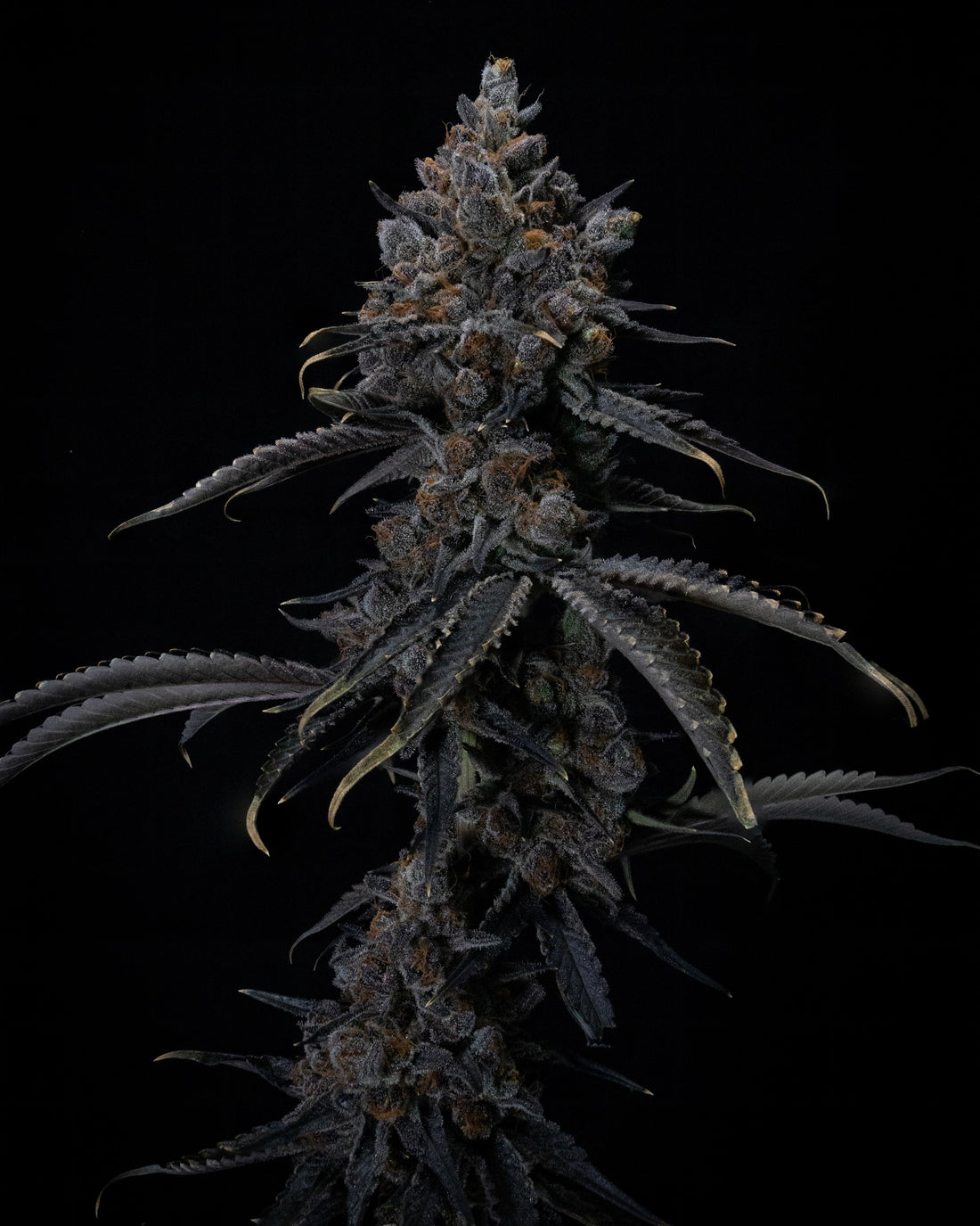 Growing Cannabis Indoors: VPD-Based Environmental Guidelines