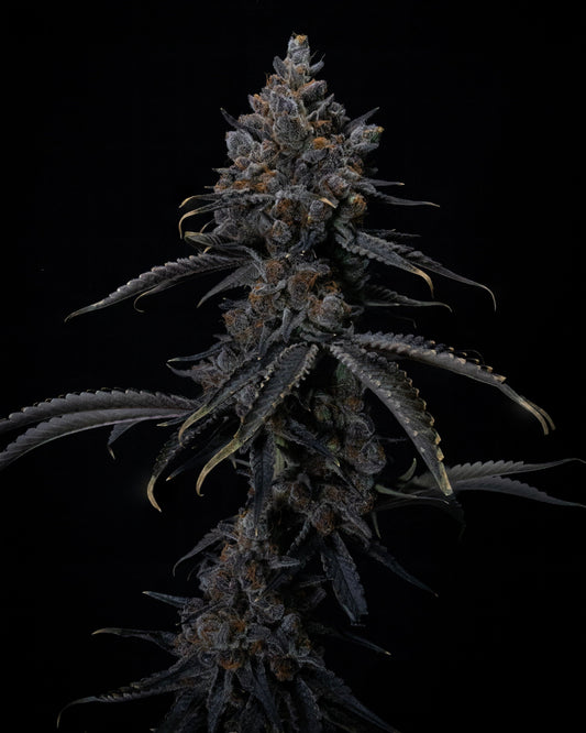 Growing Cannabis Indoors: VPD-Based Environmental Guidelines